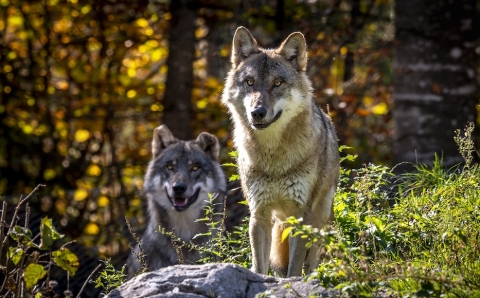 ©TVB Traunsee-Almtal/Foto: brainpark.traunsee cumberland wildpark gruenau almtal ausflugstipp mamilade