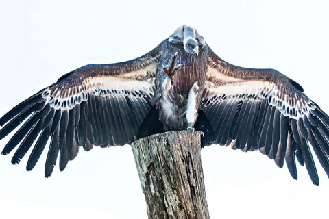 greifvogelwarte riegersburg ausflugstipp mamilade