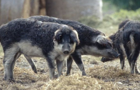 mangalitzaschweine podersdorf ausflugstipp mamilade, wildschweine burgenland