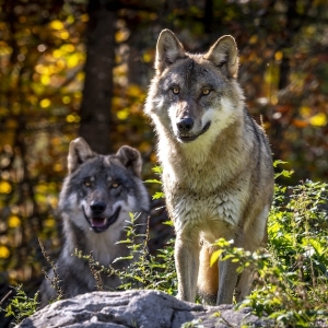 cumberland wildpark gruenau almtal ausflugstipp mamilade