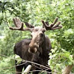 alpen zoo innsbruck ausflugstipp mamilade, tierpark tirol