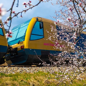 fruehling marillenbluete wachaubahn