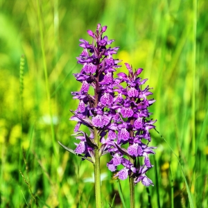 Orchideenweg