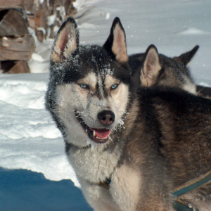 Huskyranch Waldviertel