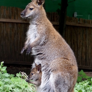 Känguru mit Baby im Beutel
