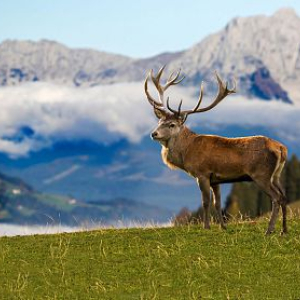 wildpark aurach tirol familien ausflugstipp mamilade