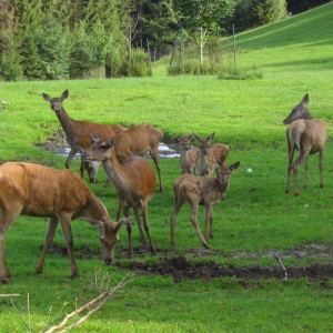 wildpark wildbichl niederndorferberg kufstein ausflugstipp mamilade