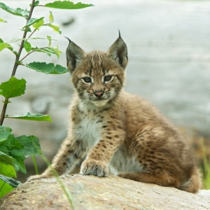 wildpark assling ausflugstipp mamilade