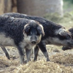 mangalitzaschweine podersdorf ausflugstipp mamilade, wildschweine burgenland