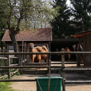 Mami-Check: Kamelreiten in Schlüsselberg