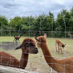 (c) Mamilade freizeitpark lutzmannsburg alpakas mamilade ausflugstipps