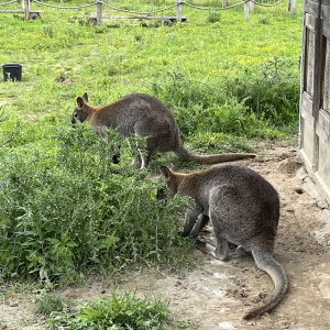 (c) Mamilade freizeitpark lutzmannsburg kaenguru mamilade ausflugstipps