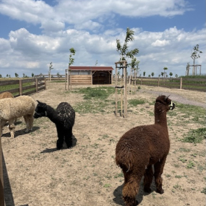 (c) Mamilade family city merlins farm mamilade ausflugstipps