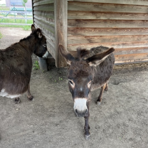 (c) Mamilade family city merlins farm mamilade ausflugstipps