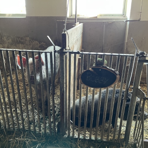 bauernhof dissauer schweine mamilade ausflugstipps