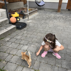 bauernhof dissauer katzen mamilade ausflugstipps