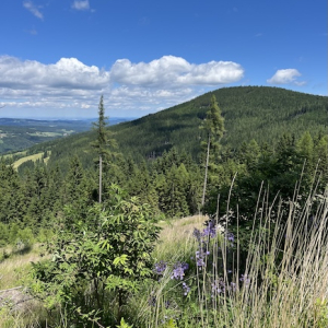 erlebnisalm moenichkirchen schaukelweg aussicht mamilade ausflugstipps