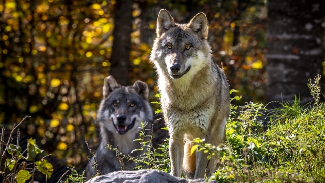 cumberland wildpark gruenau almtal ausflugstipp mamilade
