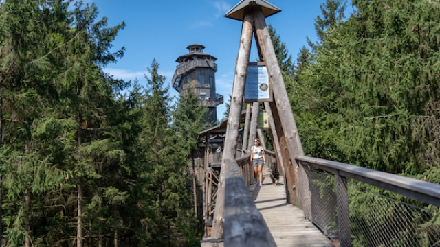 (c) Baumkronenweg baumkronenweg kopfing sauwald ausflugstipp mamilade