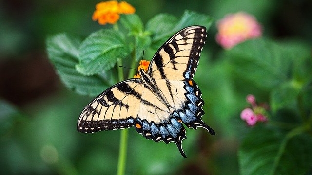 (c) Pixabay schmetterlingslehrpfad uttendorf ausflugstipp mamilade