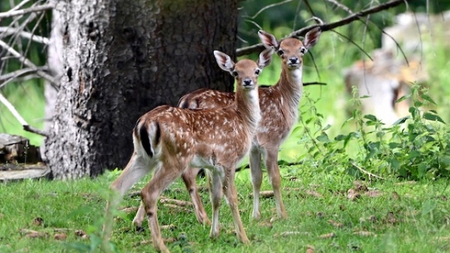 (c) Waldpark Hochreiter waldpark hochreiter teichalmstrasse ausflugstipp mamilade, wildpark steiermark