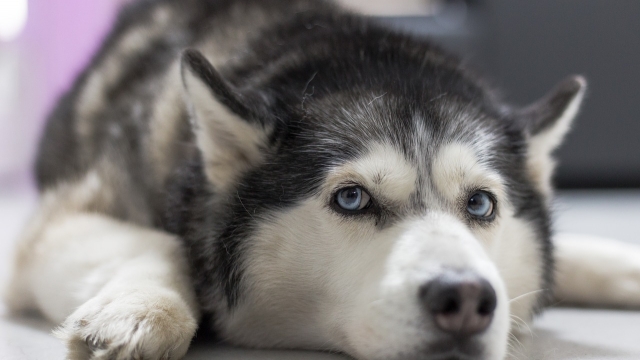 (c) pixabay kindergeburtstag feiern husky ranch traun ausflugstipp mamilade