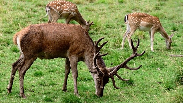 (c) pixabay wildpark ernstbrunn ausflugstipp mamilade, tierpark niederoesterreich