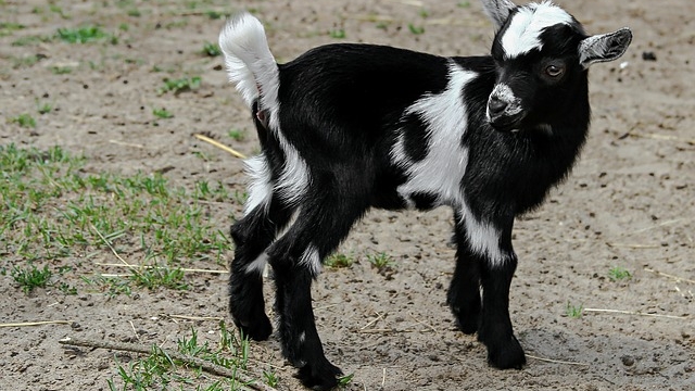 doppelmayr zoo wolfurt ausflugstipp mamilade