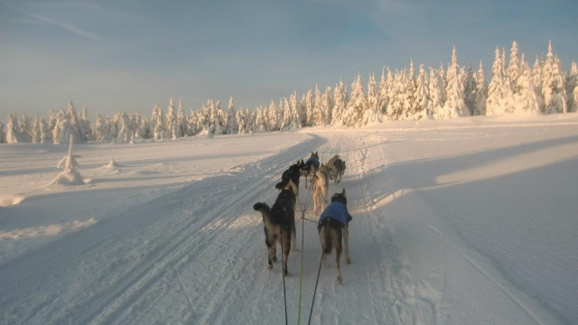 (c) Huskyhof im Waldviertel Huskyhof im Waldviertel