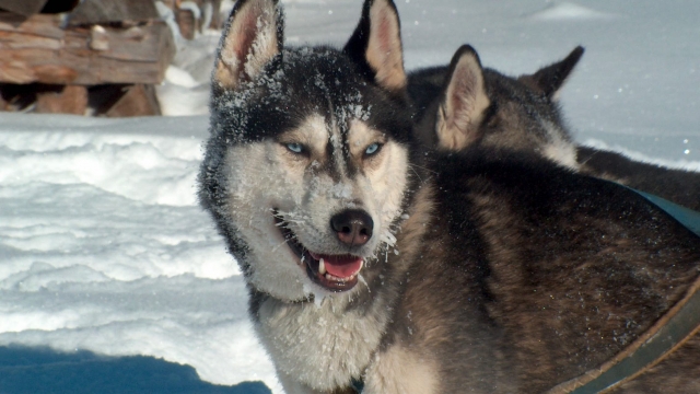 (c) Huskyranch Waldviertel Huskyranch Waldviertel