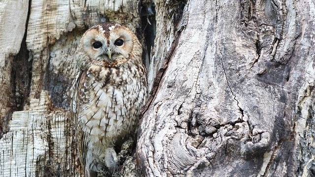 naturlehrpfad zwergohreule ploeschenberg ausflugstipp mamilade