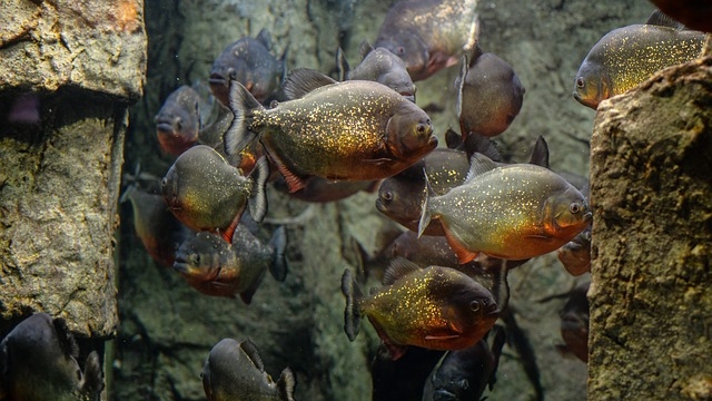 Aqua Zoo