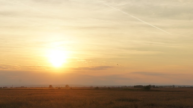 (c) pixabay seevogel museum illmitz burgenland ausflugstipp mamilade