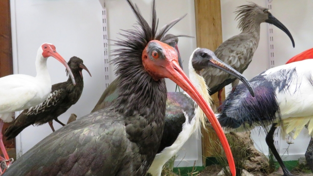 vannis vogelwelt oberdrauberg ausflugstipp mamilade