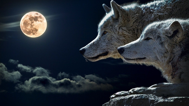 Symbolfoto Tierwelt Herberstein Mondscheinführung
